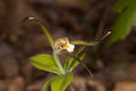 Large whorled pogonia